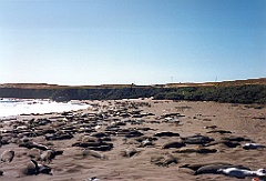 1997 - USA 009 (Entre San Francisco et Los Angeles, vers Big Sur - Route 101 - Mai 1997)